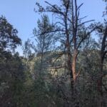 La forêt en Automne. Un bel espace de jeux pour les enfants.